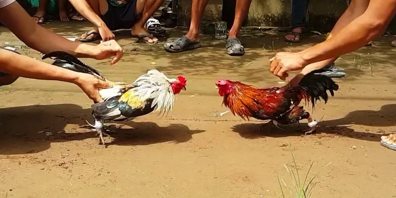 Cách chiến thắng trong đá gà 3389